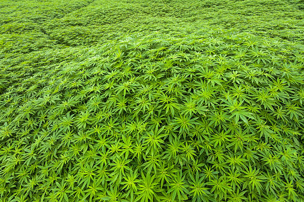 HEMP CULTIVATION FOR TEXTILES