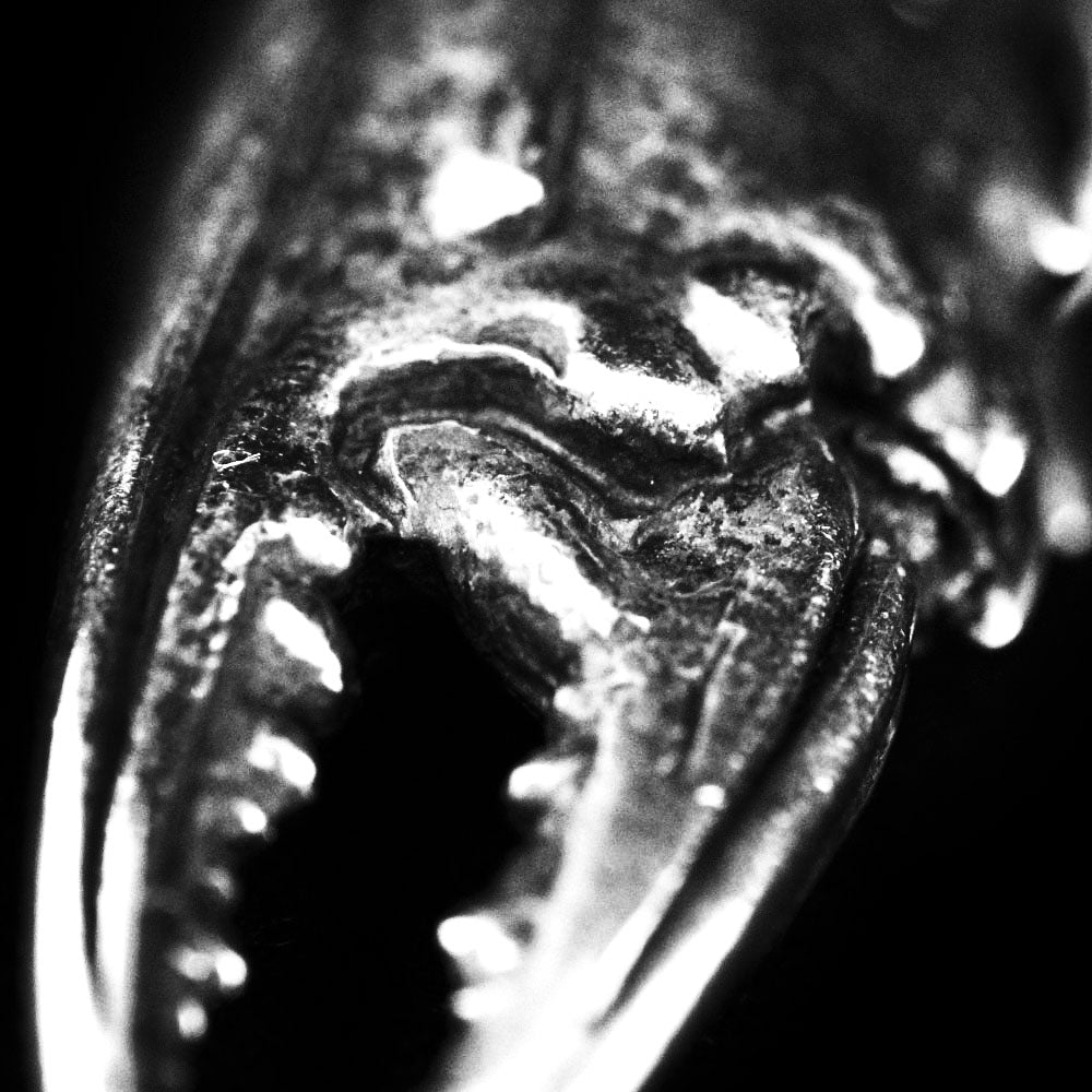 Crab Claw Pendant Sterling Silver
