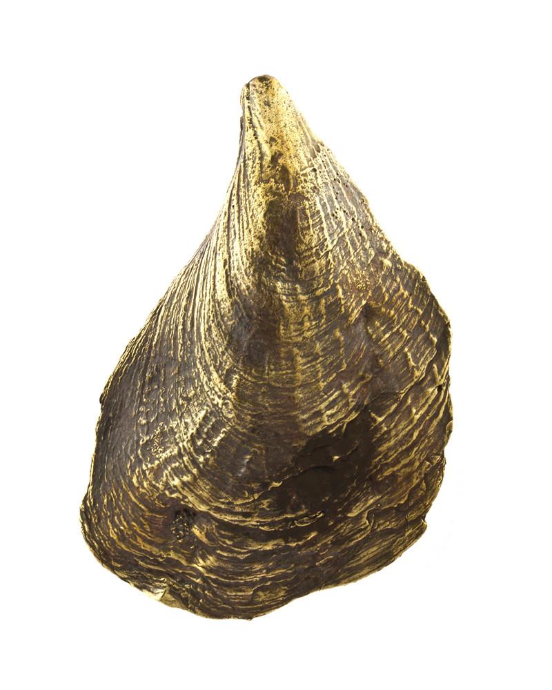 Oyster Shell Weights Brass - eleven44