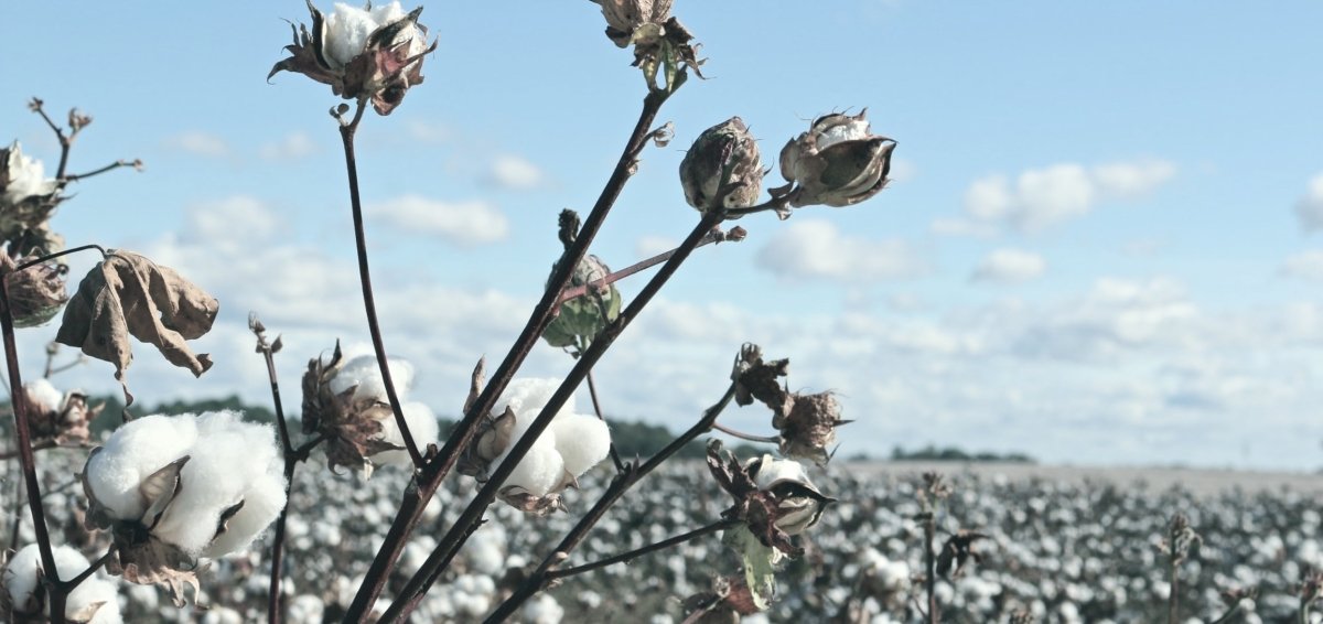 Certified Organic Cotton and Why it Matters | eleven44