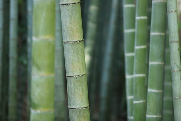 What Makes Bamboo Sustainable? | eleven44