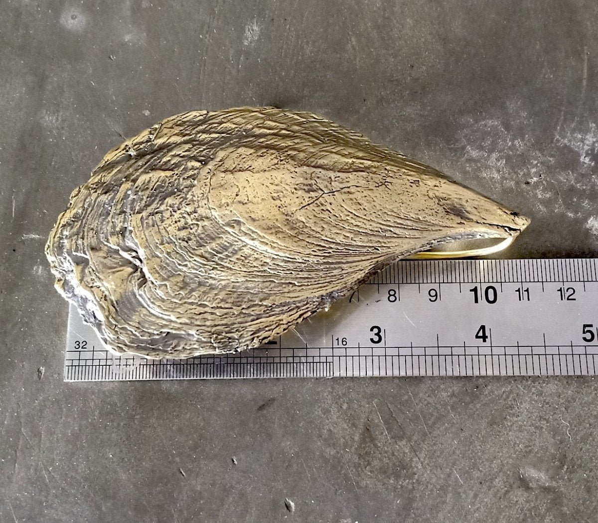 Oyster Shell Weights Brass - eleven44